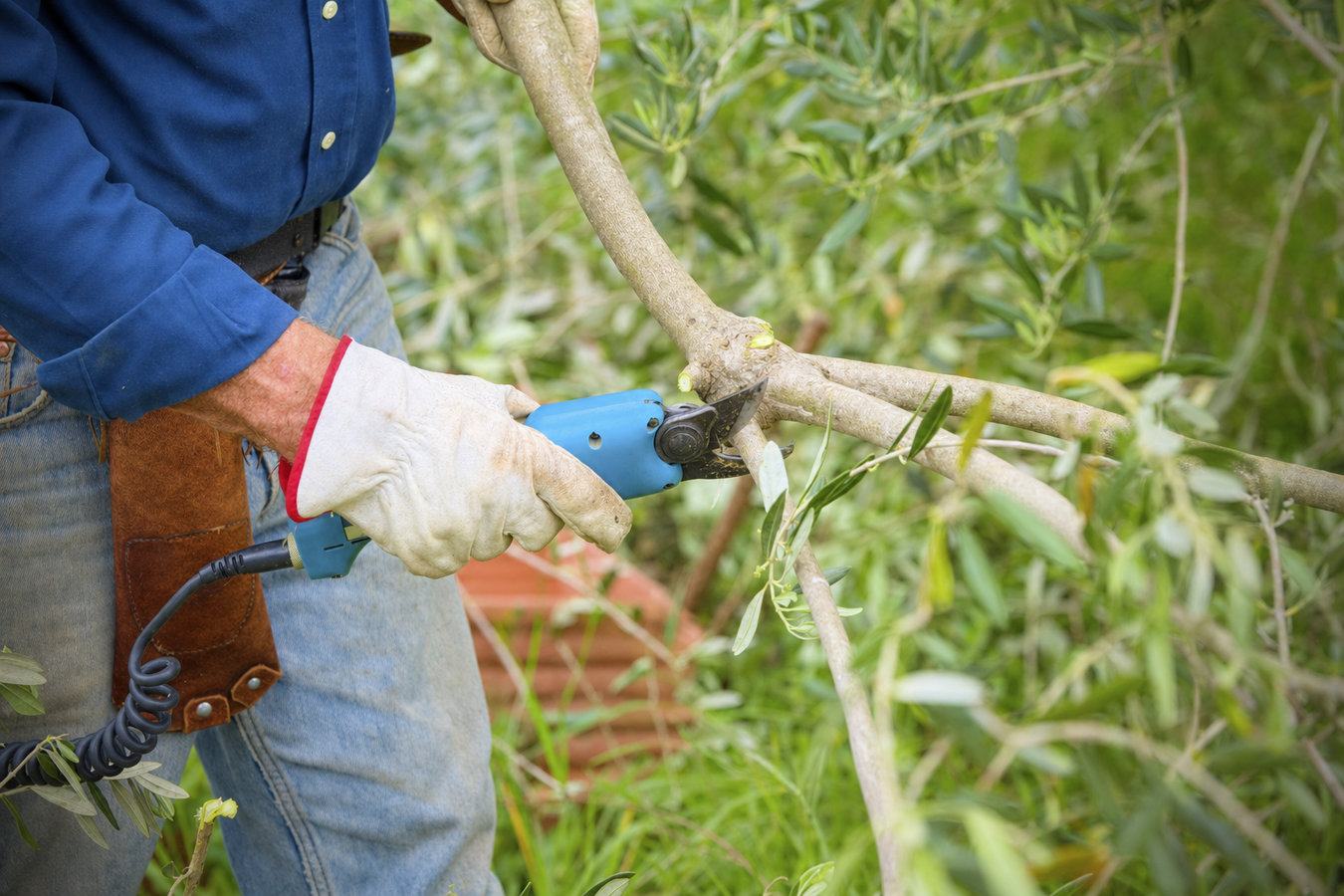 Tree pruning in Newport Beach, CA